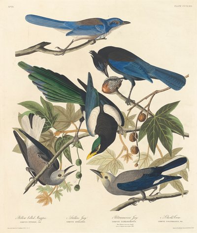 Gelbschnabel-Elster, Stellers Häher, Ultramarin-Häher und Clarks Krähe, 1837 von John James Audubon